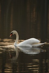 Fototapeta premium Vertical shot of a swan in a golden pond in the evening