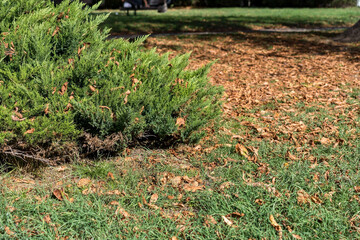 Juniperus chinensis A vibrant solitary bush amidst an expansive green field