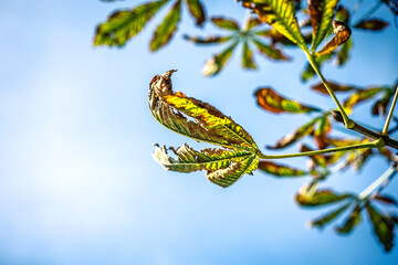 Aesculus hippocastanum A vibrant branch of a tree against a clear blue sky