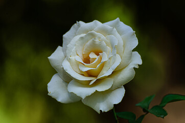 Cream rose on a green background