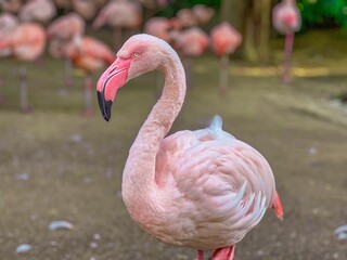 Fototapeta premium Selective of a flamingo in a park