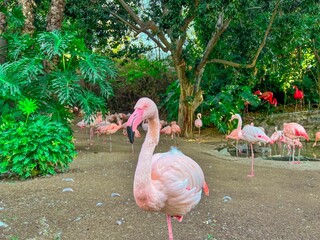 Greater flamingos in the zoopark