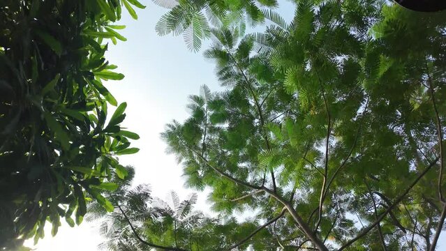 nature garden tree plant outdoor green environment leaf summer spring autumn season background aerial view growth grass horizontal film moving drone 4k resolution flora real time field organic farm 