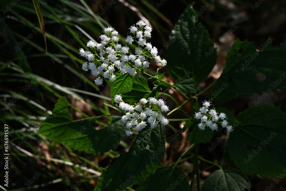 Sticker white snake root (ageratina altissima) flowers. asteraceae perennial toxic plants. small cylindrical