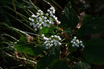 White snake root (Ageratina altissima) flowers.
Asteraceae perennial toxic plants. Small cylindrical flowers bloom in autumn, and after flowering, fluffy seeds are blown away by the wind.