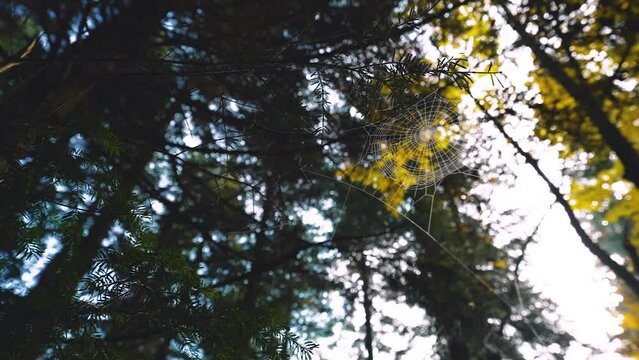 Image of a spider web on a tree trunk against the background of green trees in the forest.