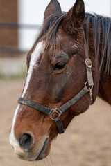 Portrait close up of a beautiful young chestnut stallion. Headshot of a purebred horse against natural background at rural ranch.