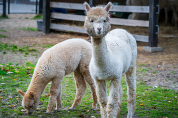 Obraz na płótnie Canvas Appaloosa alpaca baby with mother on the farm