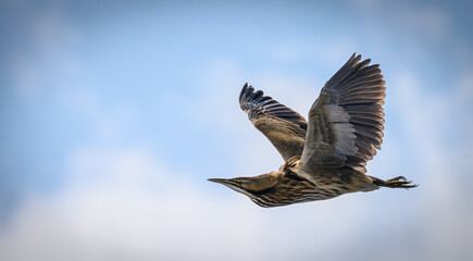 Bittern, in Flight