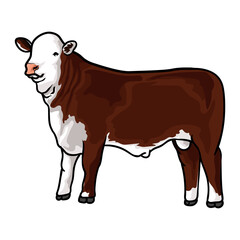 Red hereford cattle for livestock show vector 1