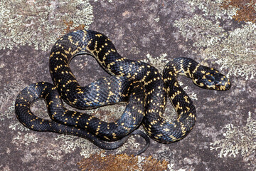 Endangered Australian Broad-headed Snake