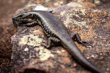 Australian Eastern Water Skink basking on sandstone rock