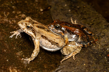 Australian Common Eastern Froglet's in amplexus