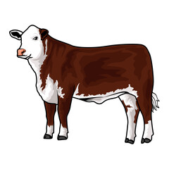 Red hereford cattle for livestock show vector 2