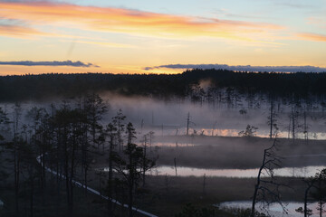 Estonian Viru swamp at sunrise in summer, close-up photo.