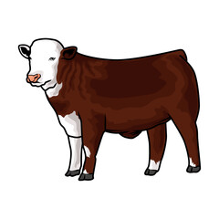 Red hereford cattle for livestock show vector 3