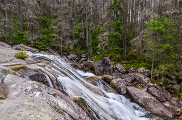 stream in the forest