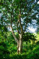 Obraz premium cascada