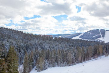 Coniferous forest harmoniously juxtaposed against the backdrop of snow covered mountain hills