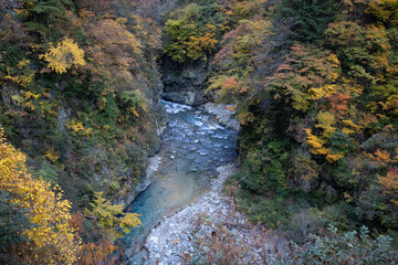 Autumn leaves near Keyakidaira railway station, Toyama, Japan