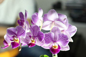 purple orchid flower