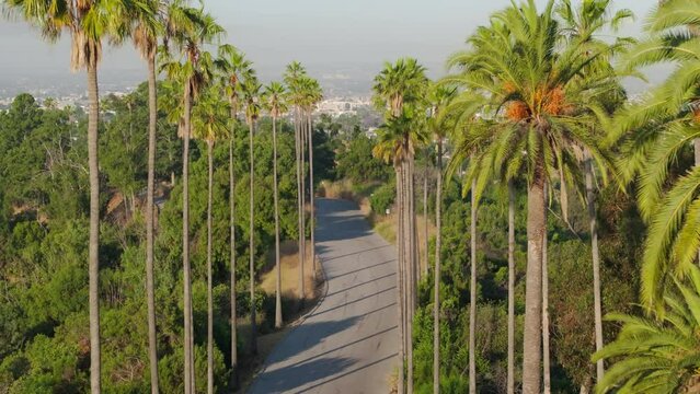 Cinematic serial shot of beautiful tropical tall green Palm Trees lined at road on city hill. Drone flying between lavish green palms above scenic road in golden sunrise light. California vacation 4K