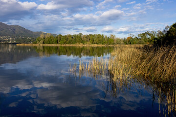 reflection of the trees and reeds in the water