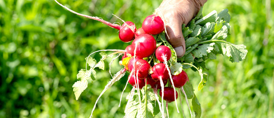 ripe radish from a gardener in rukh