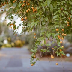 Frutos de naranjas sobre arbol con hojas verdes y el fondo desenfocado del parque en Montevideo, Uruguay
