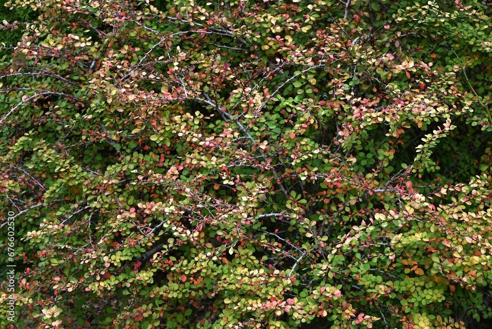 Poster japanese barberry ( berberis thunbergii ) autumn leaves. berberidaceae deciduous shrub. red berries 