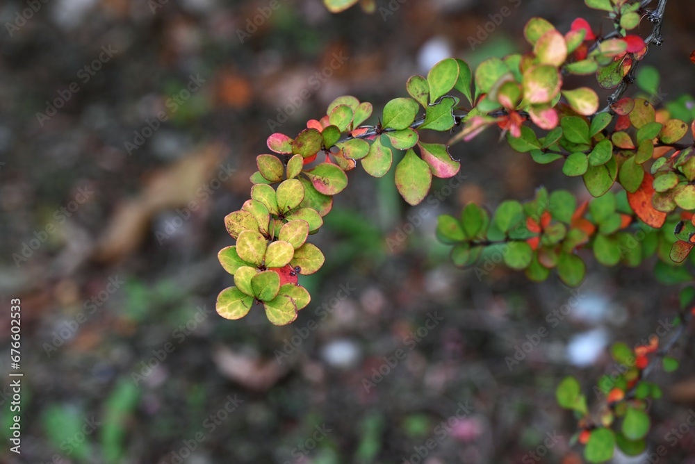 Wall mural Japanese barberry ( Berberis thunbergii ) autumn leaves. Berberidaceae deciduous shrub. Red berries and autumn leaves are beautiful in autumn. The branches have sharp thorns.