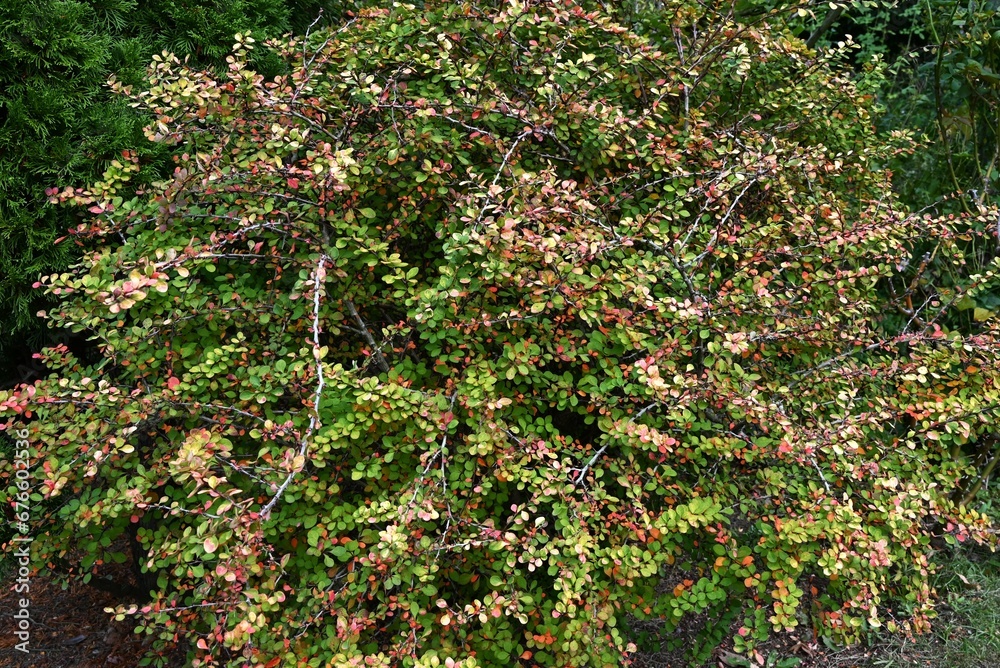 Sticker japanese barberry ( berberis thunbergii ) autumn leaves. berberidaceae deciduous shrub. red berries 