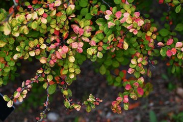 Japanese barberry ( Berberis thunbergii ) autumn leaves. Berberidaceae deciduous shrub. Red berries...
