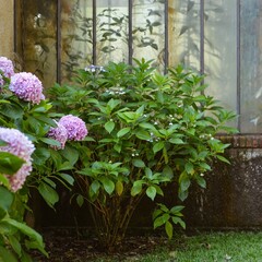 Hortensia de color rosadas y violetas, en un jardin con hojas verdes