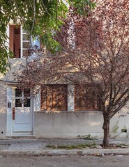 Fototapeta na wymiar Arbol con hojas de color rojas y bordo, sobre casa antigua en la via publica