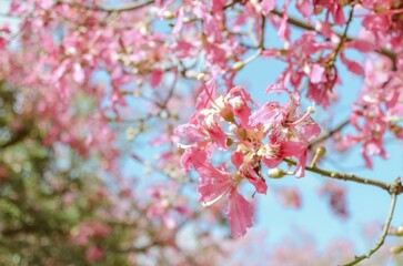 Flor Chorisia speciosa de palo borracho de color rosado, con fondo de cielo celeste