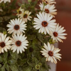 Flores Dimorfoteca de color blancas, margarita de primavera