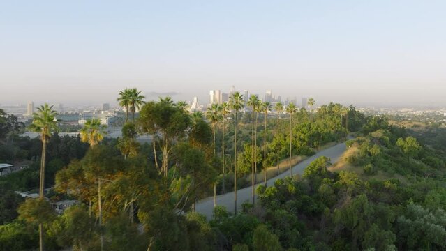 Palms in golden sunrise light on Hollywood hills with scenic Los Angeles downtown panoramic view. California USA aerial travel tourism footage. Drone flying above road lined with green palm trees 4K
