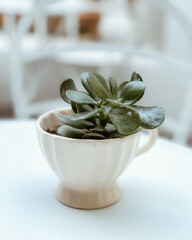 Planta verde con hojas, adentro de una taza de café apoyada sobre una mesa blanca
