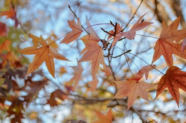Hojas de otoño de color naranja con rojo, sobre ramas de un arbol