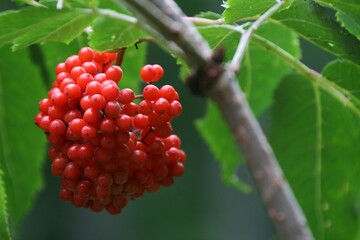 A vibrant cluster of plump, juicy berries gracefully dangling from a sturdy tree branch