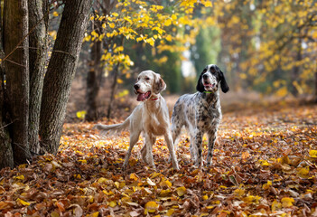Two English Setter dogs are walking in the autumn forest. Black and white dogs look in one direction. Hunting dogs. Soft focus.