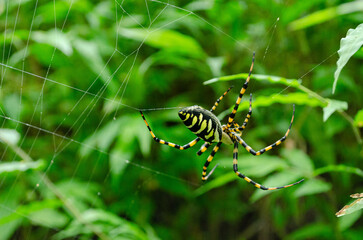 araña