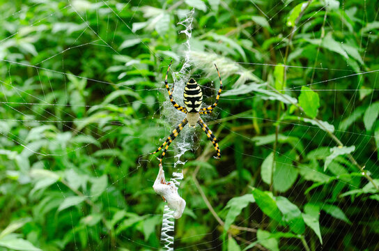 ara&ntilde;a