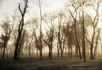 Morning fog among the trees in an autumn city park. Photo.