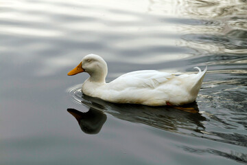 White Duck Swims in a Lake While Fast Asleep