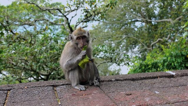 A wild macaque monkey eating a banana in north of Bali, Indonesia.