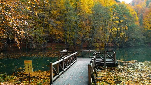 Autumn breeze in Yedigoller National Park. The drone is moving backwards from the wooden terrace among the yellow and orange leaves falling on the ground in the forest.