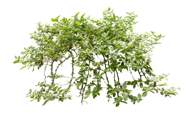 Tropical Flower shrub bush fence tree isolated plant with clipping path.