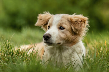 A cute border collie dog puppy on a meadow in autumn outdoors